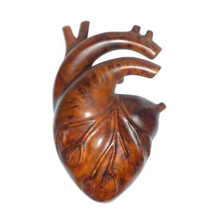 Sculpture anatomique de cœur