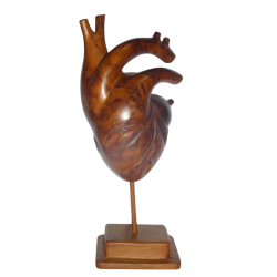 Sculpture anatomique de cœur