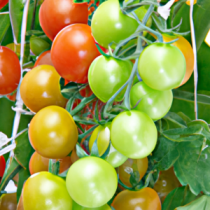 Tomates Cerises Jubilé